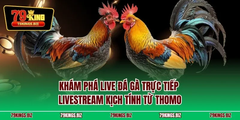 Khám phá live đá gà trực tiếp – Livestream kịch tính từ Thomo