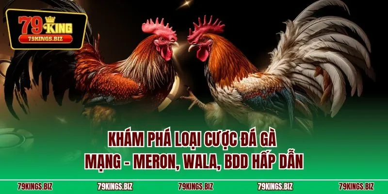 Khám phá loại cược đá gà mạng – Meron, Wala, BDD hấp dẫn