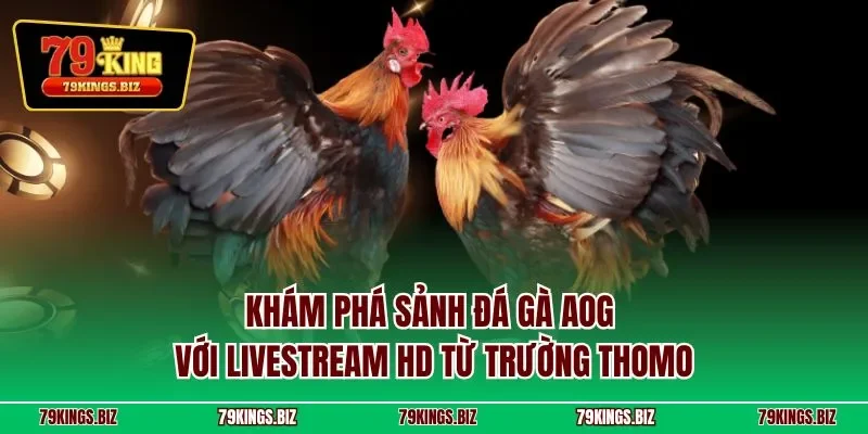 Khám phá sảnh đá gà AOG với livestream HD từ trường Thomo
