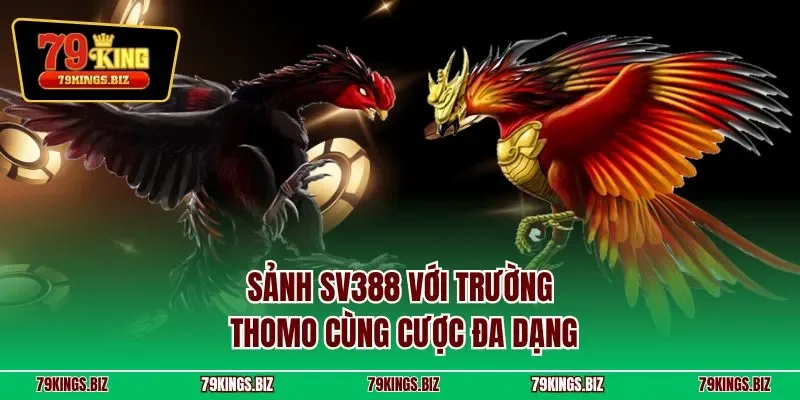 Sảnh SV388 với trường Thomo cùng cược đa dạng